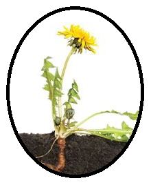 Dandelion Root Powder (120g)